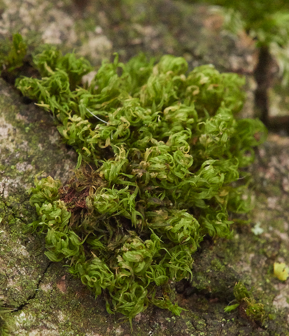 SahamMereUlota261118-1