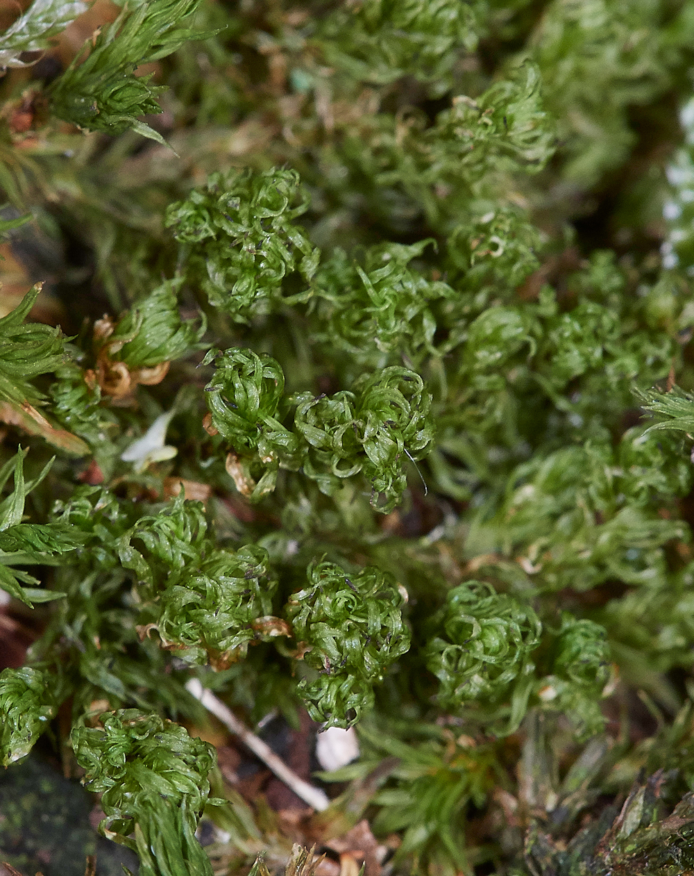 SahamMereUlota261118-2