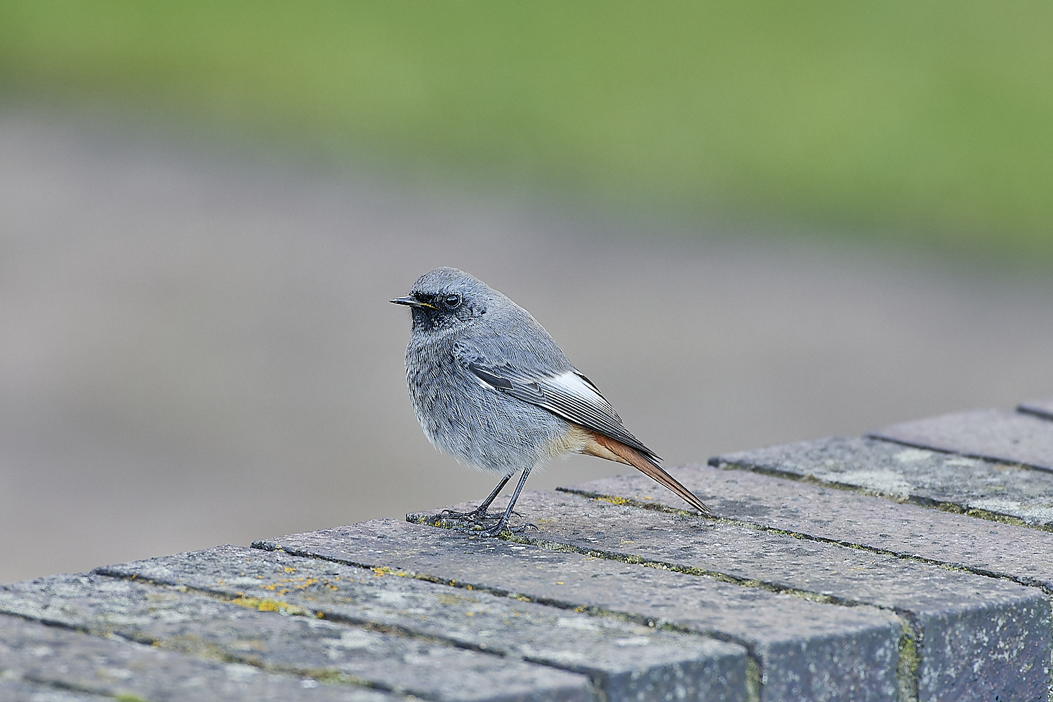 SheringhamBlackredstart301118-2-NEF_DxO_DeepPRIMEXD