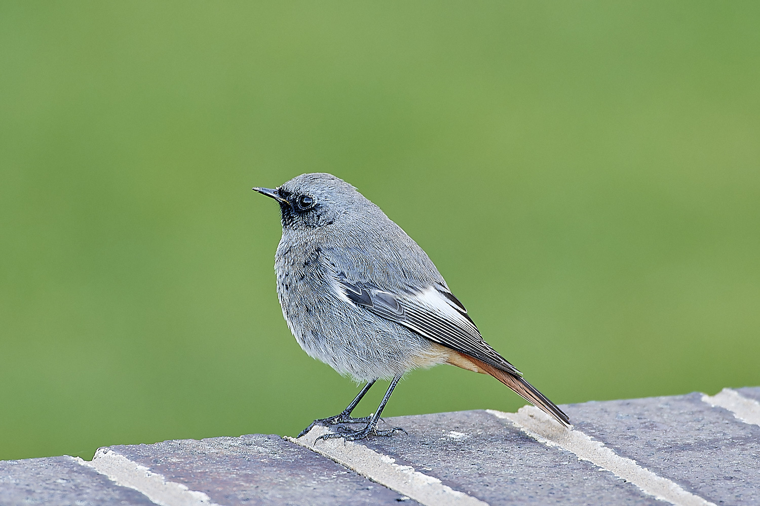 SheringhamBlackredstart301118-3-NEF_DxO_DeepPRIMEXD