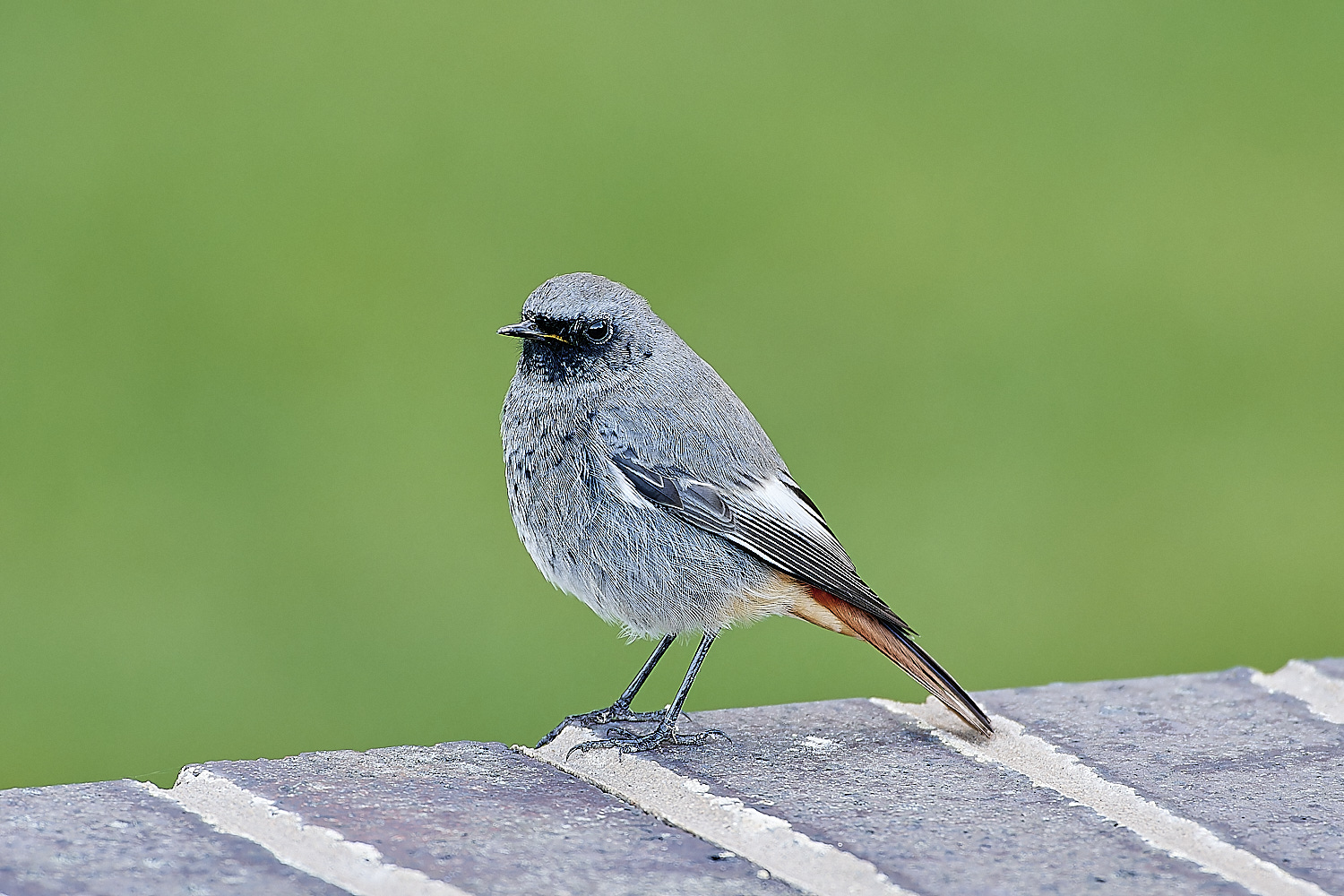 SheringhamBlackredstart301118-4-NEF_DxO_DeepPRIMEXD