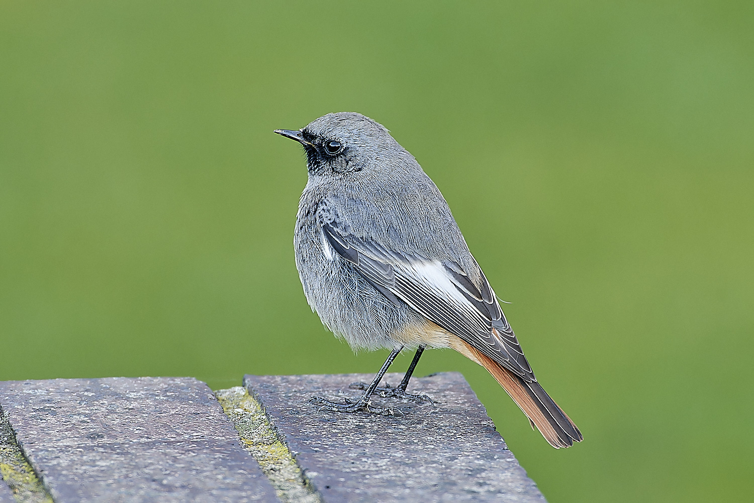 SheringhamBlackredstart301118-5-NEF_DxO_DeepPRIMEXD