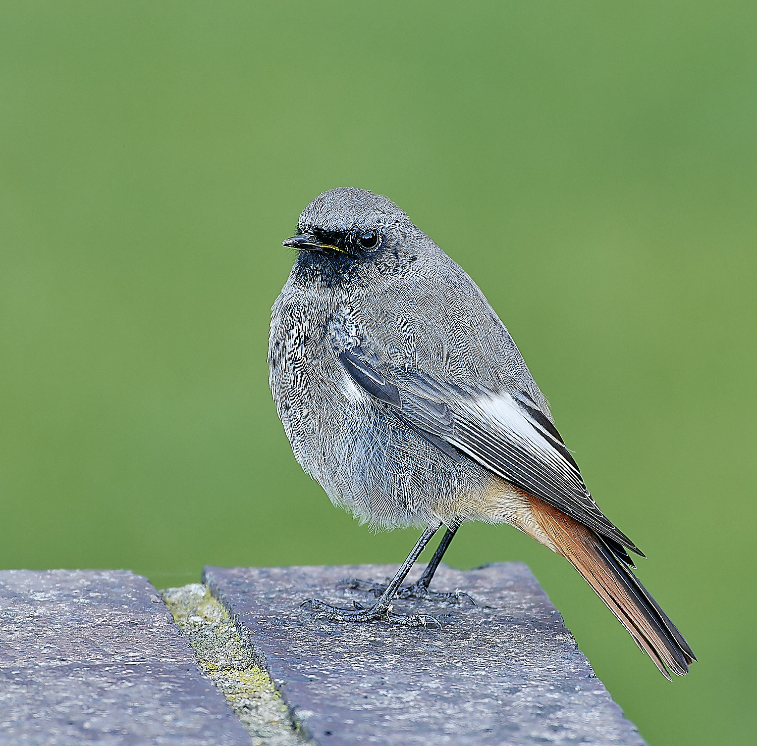 SheringhamBlackredstart301118-6-NEF_DxO_DeepPRIMEXD
