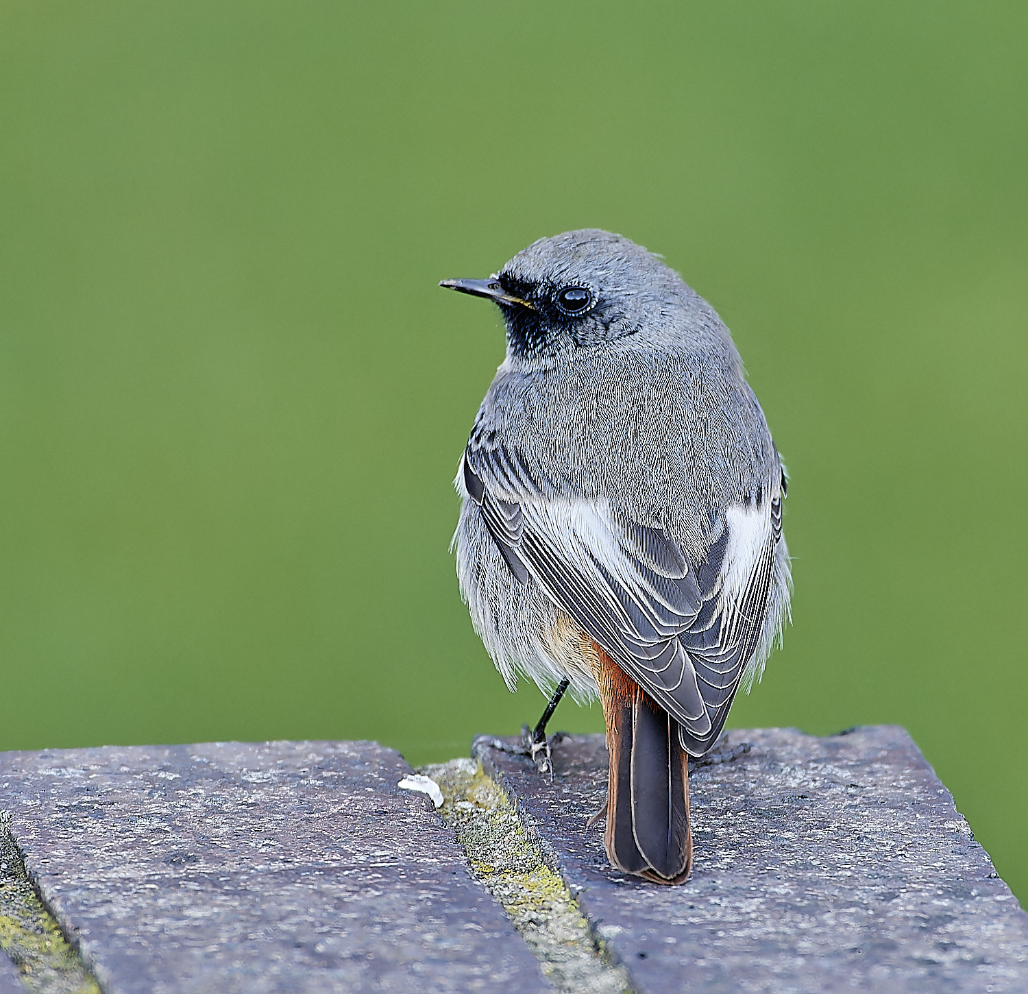 SheringhamBlackredstart301118-9-NEF_DxO_DeepPRIMEXD