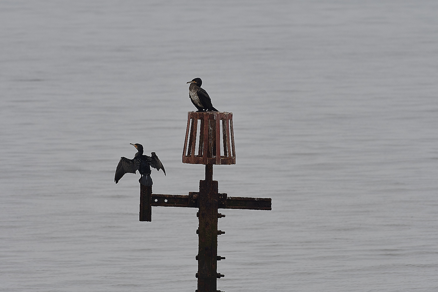 SheringhamCormorant271218-1-NEF_DxO_DeepPRIMEXD