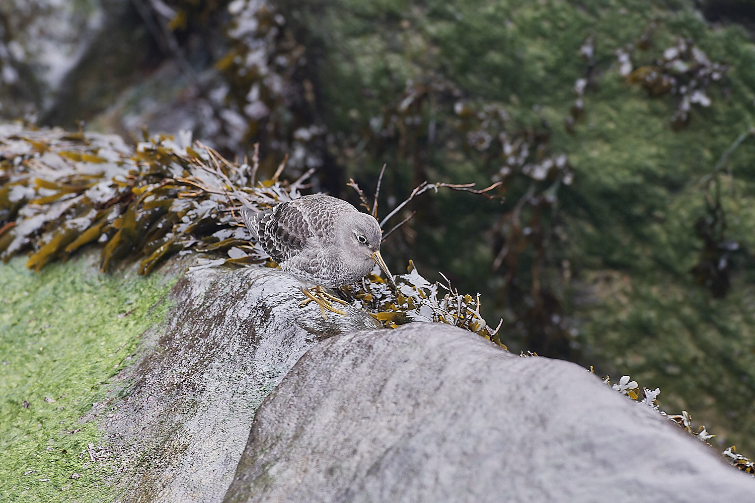 SheringhamPurpleSandpiper271218-1-NEF_DxO_DeepPRIMEXD