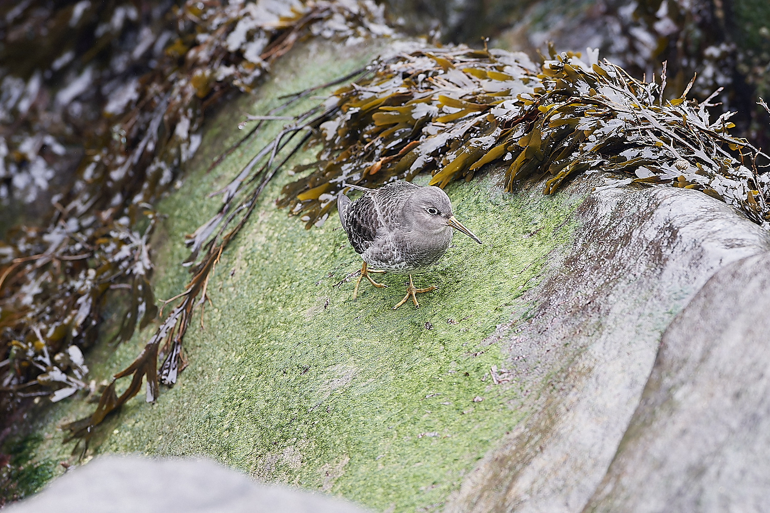 SheringhamPurpleSandpiper271218-10-NEF_DxO_DeepPRIMEXD