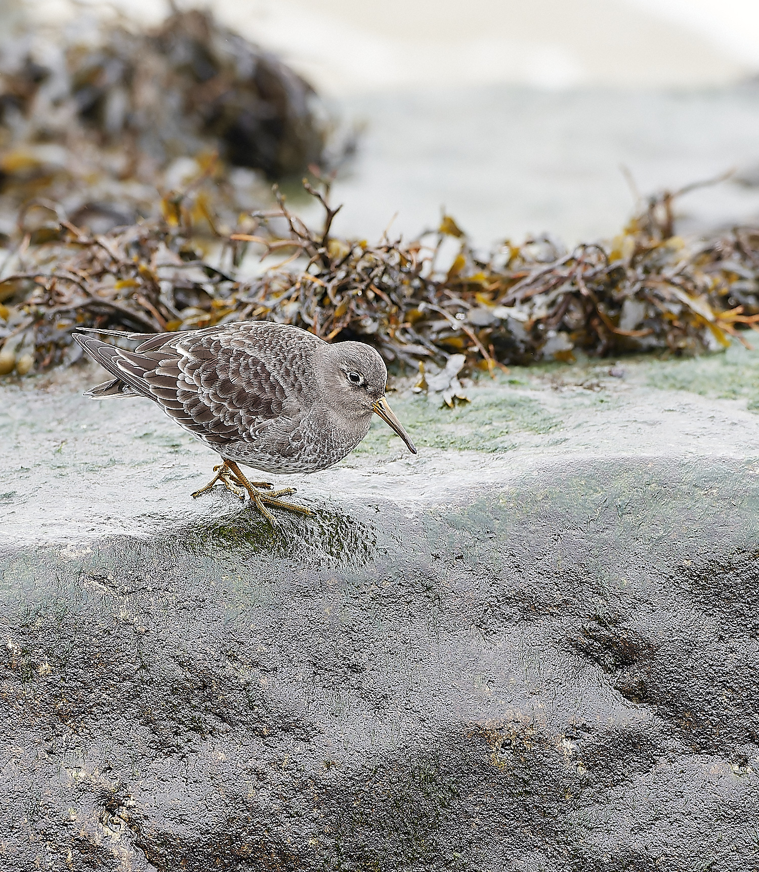 SheringhamPurpleSandpiper271218-11-NEF_DxO_DeepPRIMEXD