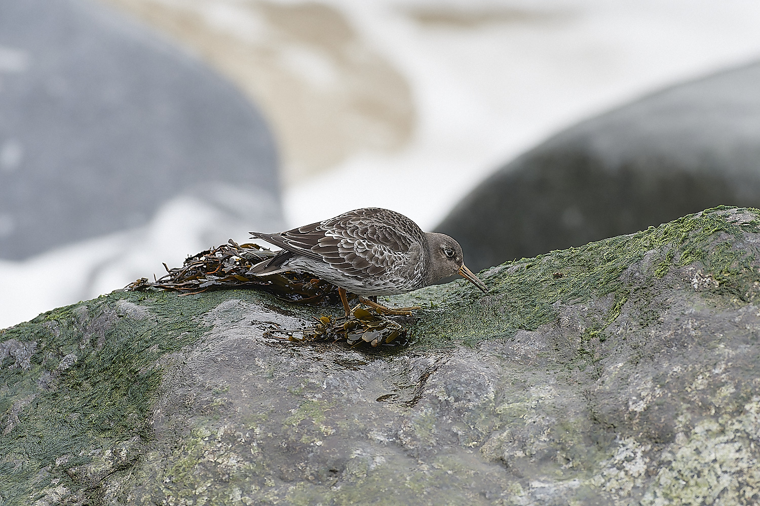 SheringhamPurpleSandpiper271218-12-NEF_DxO_DeepPRIMEXD