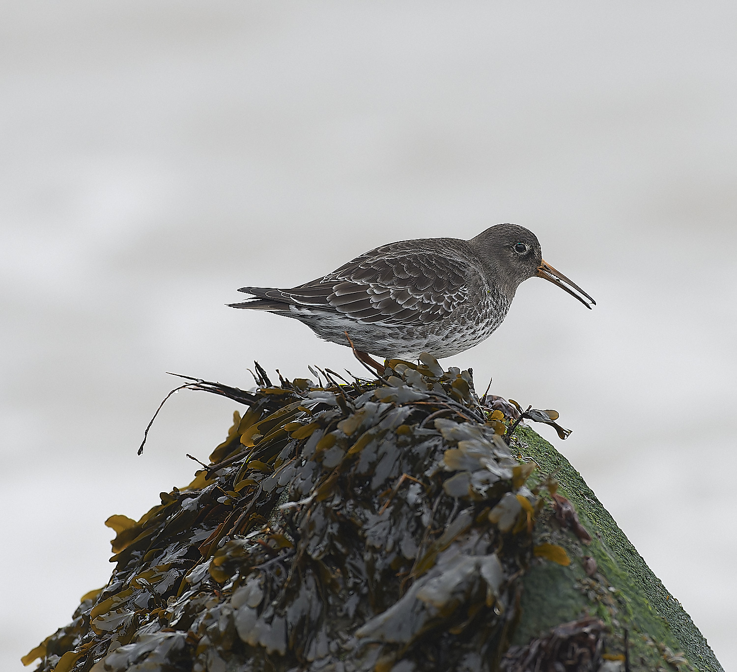 SheringhamPurpleSandpiper271218-13-NEF_DxO_DeepPRIMEXD