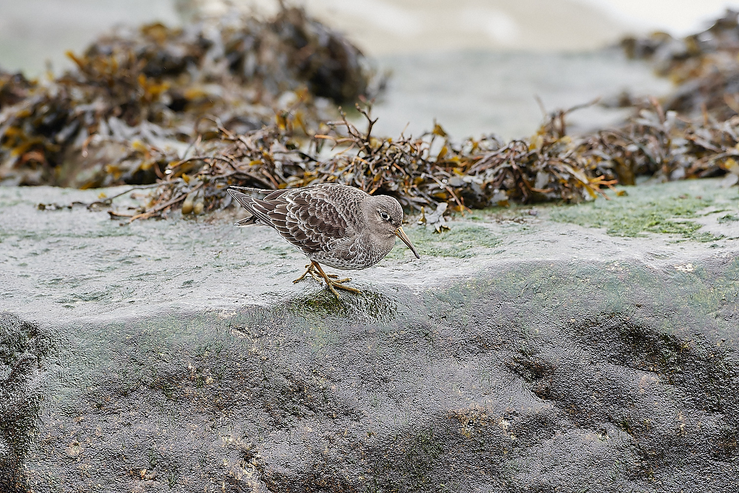 SheringhamPurpleSandpiper271218-2-NEF_DxO_DeepPRIMEXD