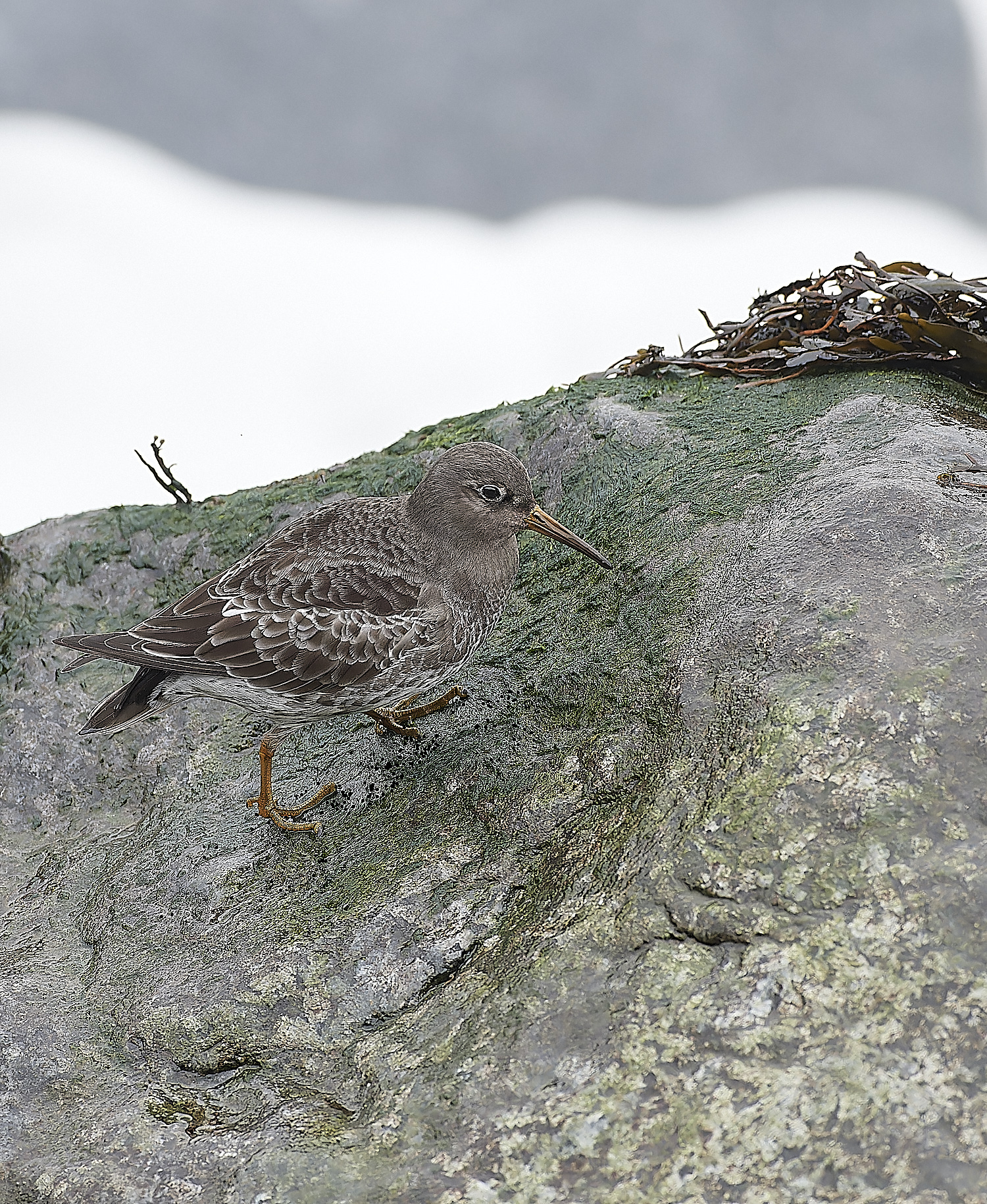 SheringhamPurpleSandpiper271218-3-NEF_DxO_DeepPRIMEXD