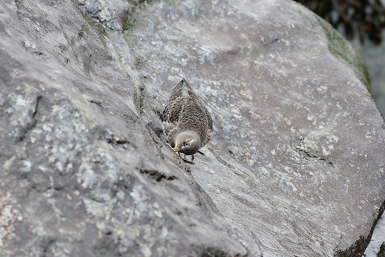 SheringhamPurpleSandpiper271218-4-NEF_DxO_DeepPRIMEXD