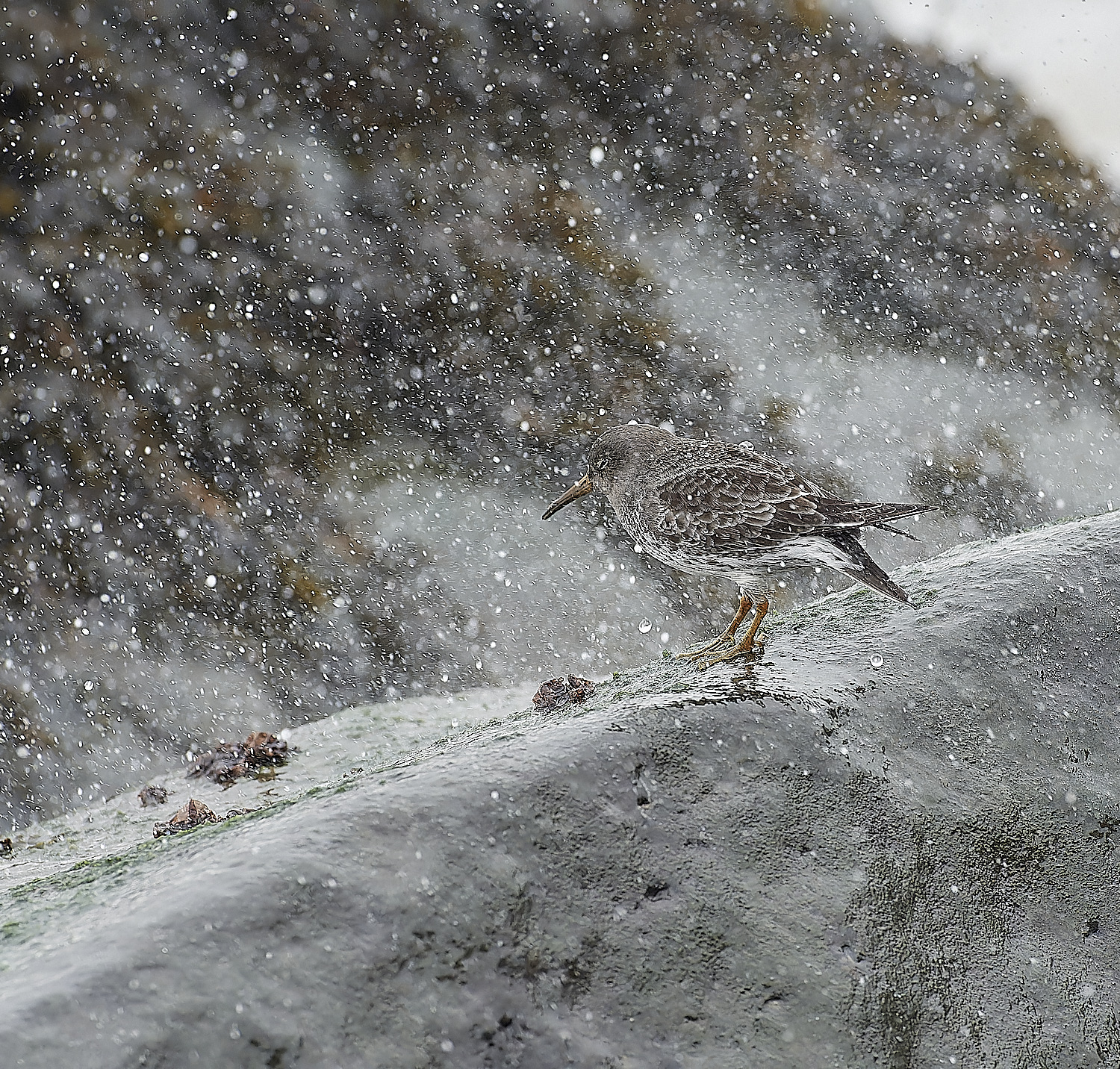 SheringhamPurpleSandpiper271218-5-NEF_DxO_DeepPRIMEXD 1