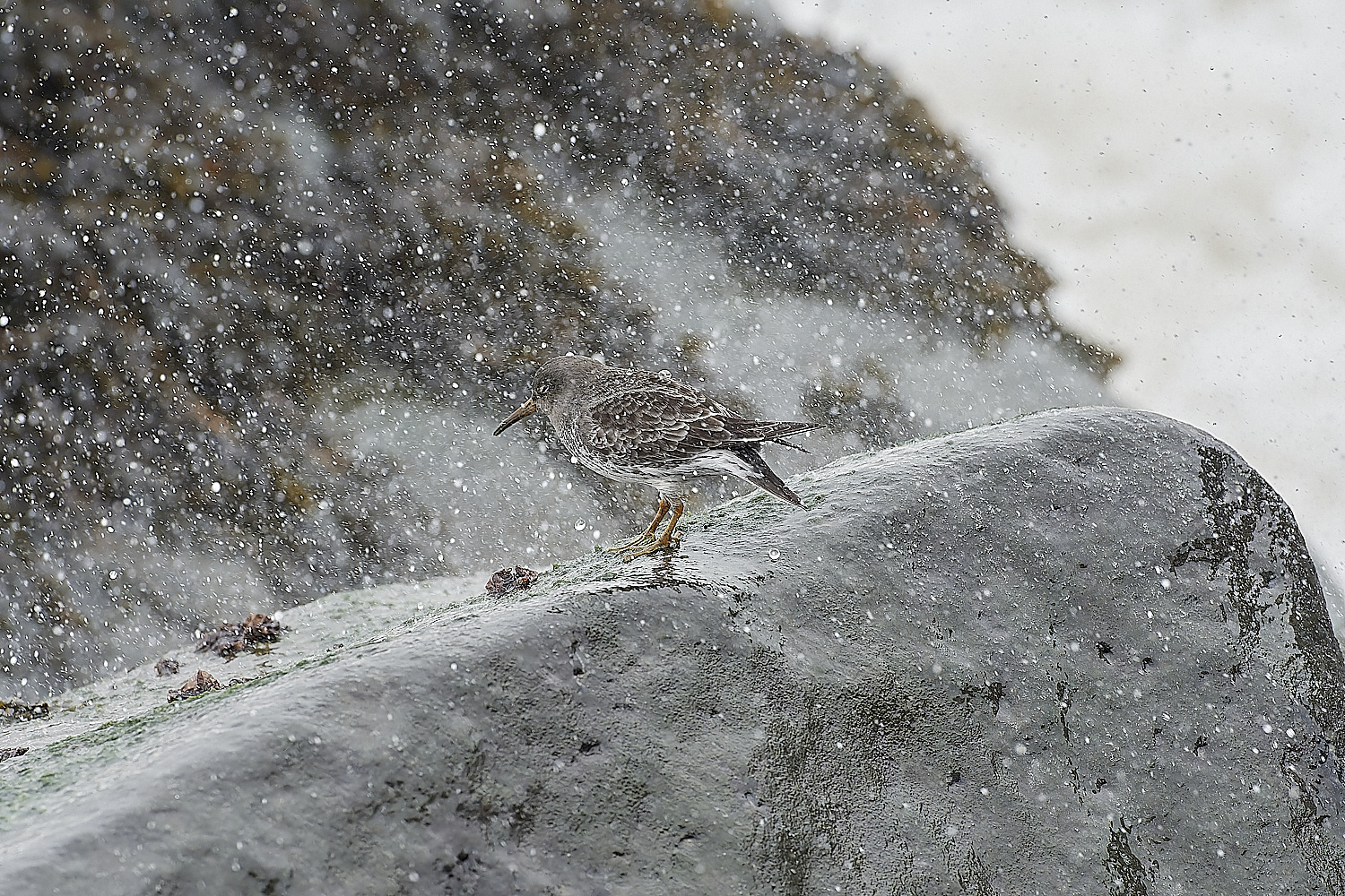 SheringhamPurpleSandpiper271218-5-NEF_DxO_DeepPRIMEXD