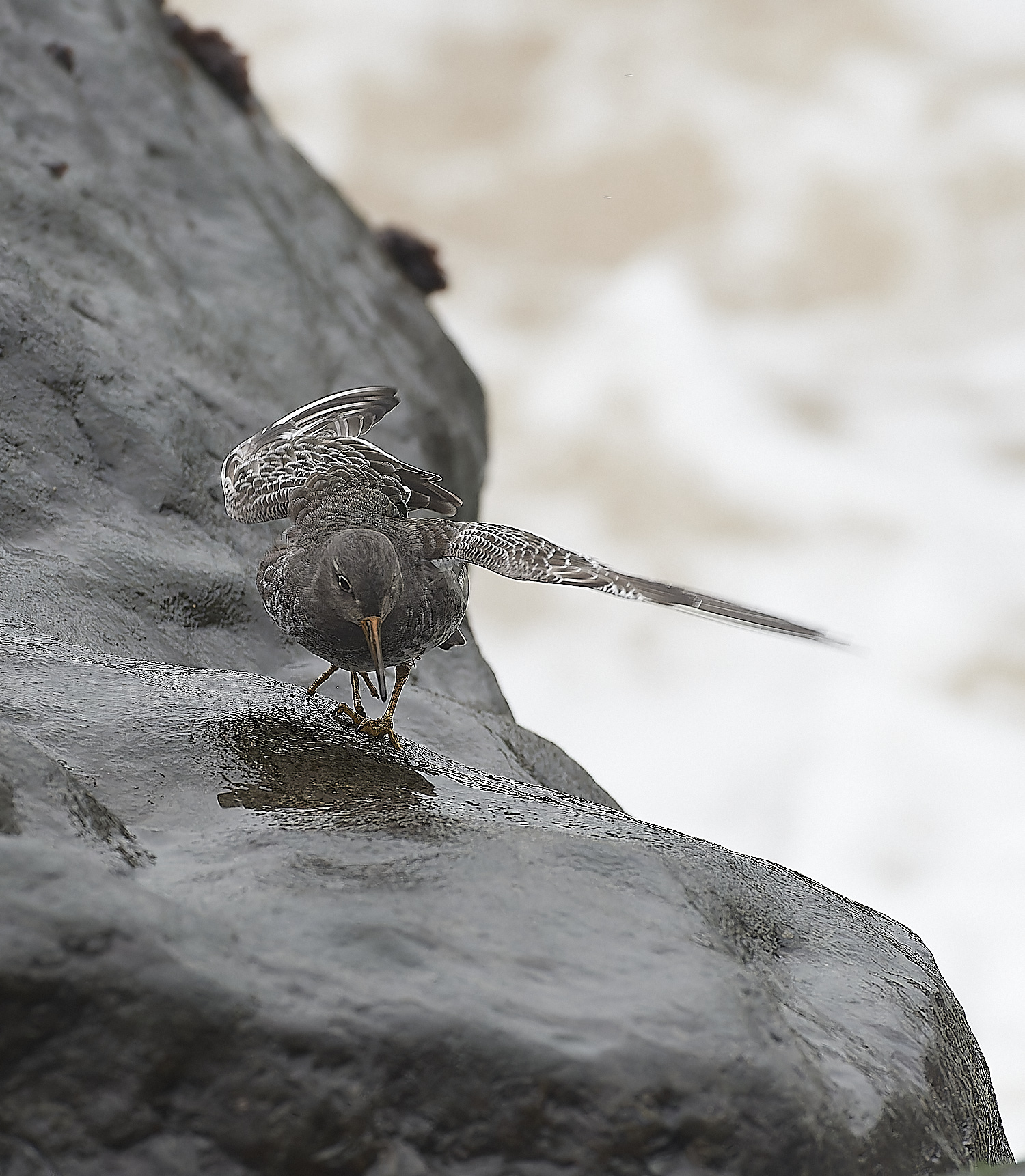 SheringhamPurpleSandpiper271218-7-NEF_DxO_DeepPRIMEXD