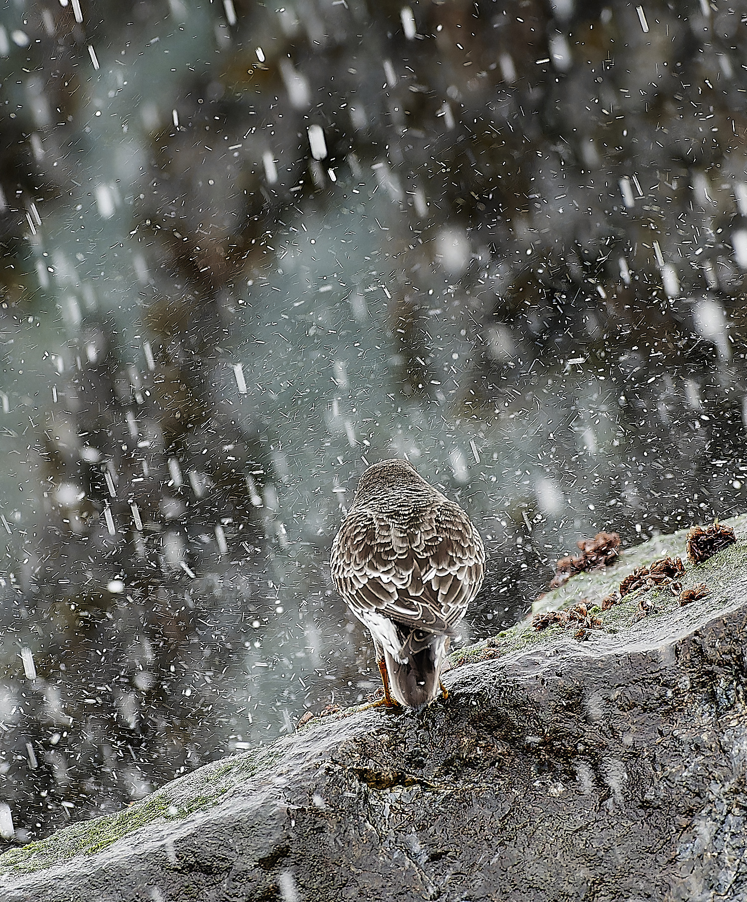 SheringhamPurpleSandpiper271218-8-NEF_DxO_DeepPRIMEXD 1