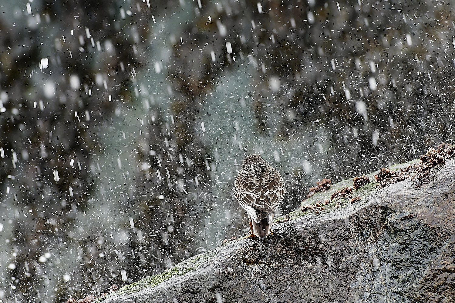 SheringhamPurpleSandpiper271218-8-NEF_DxO_DeepPRIMEXD