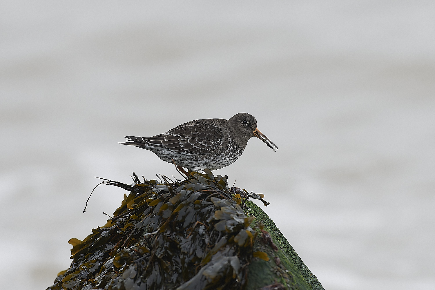 SheringhamPurpleSandpiper271218-9-NEF_DxO_DeepPRIMEXD