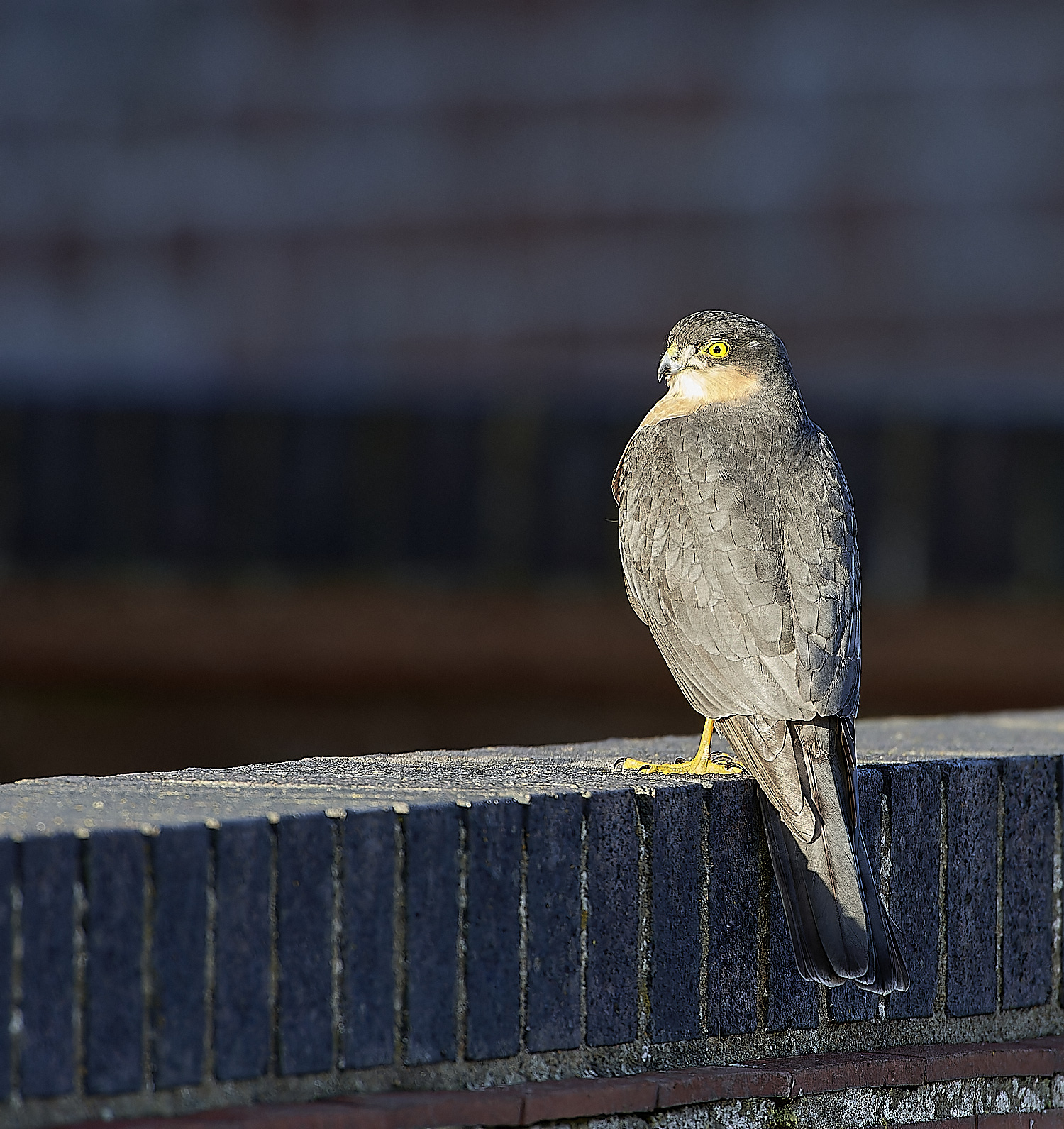 SheringhamSparrowhawk301118-3-NEF_DxO_DeepPRIMEXD