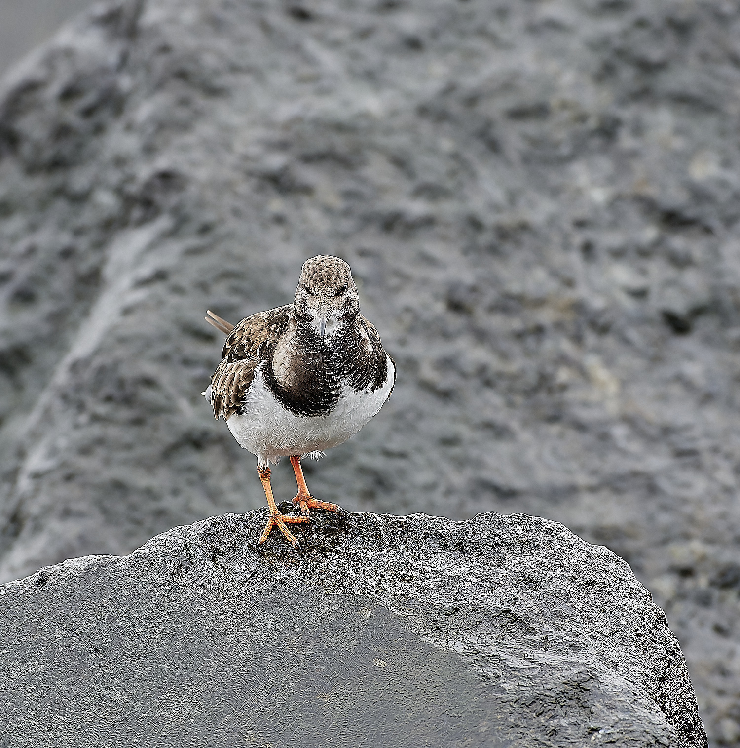 SheringhamTurnstone271218-1-NEF_DxO_DeepPRIMEXD