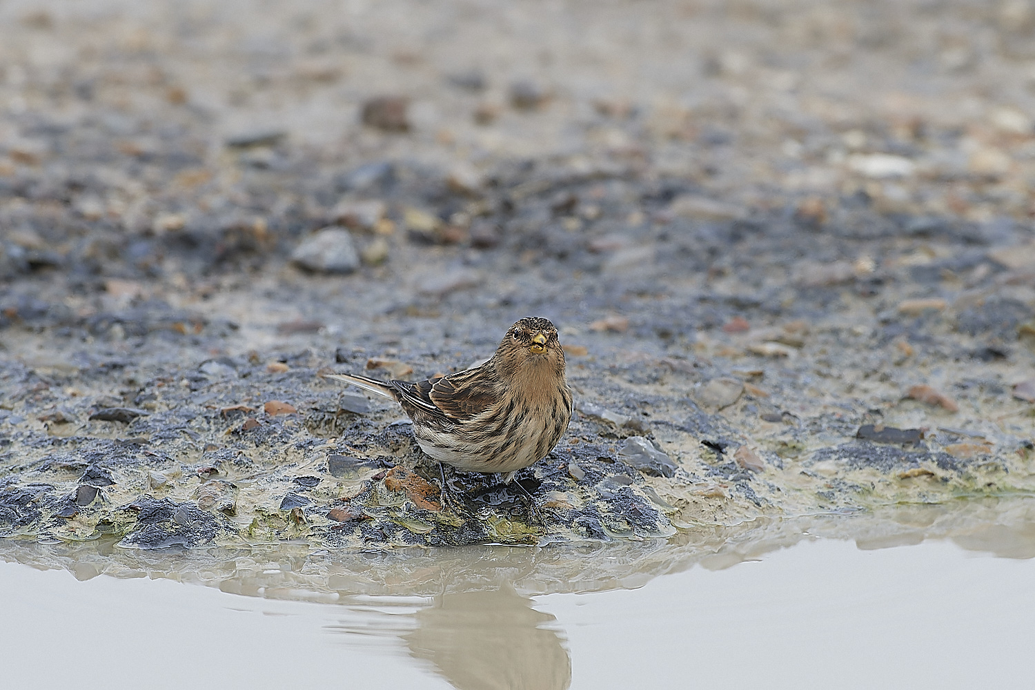 ThornhamTwite141218-1-NEF_DxO_DeepPRIMEXD
