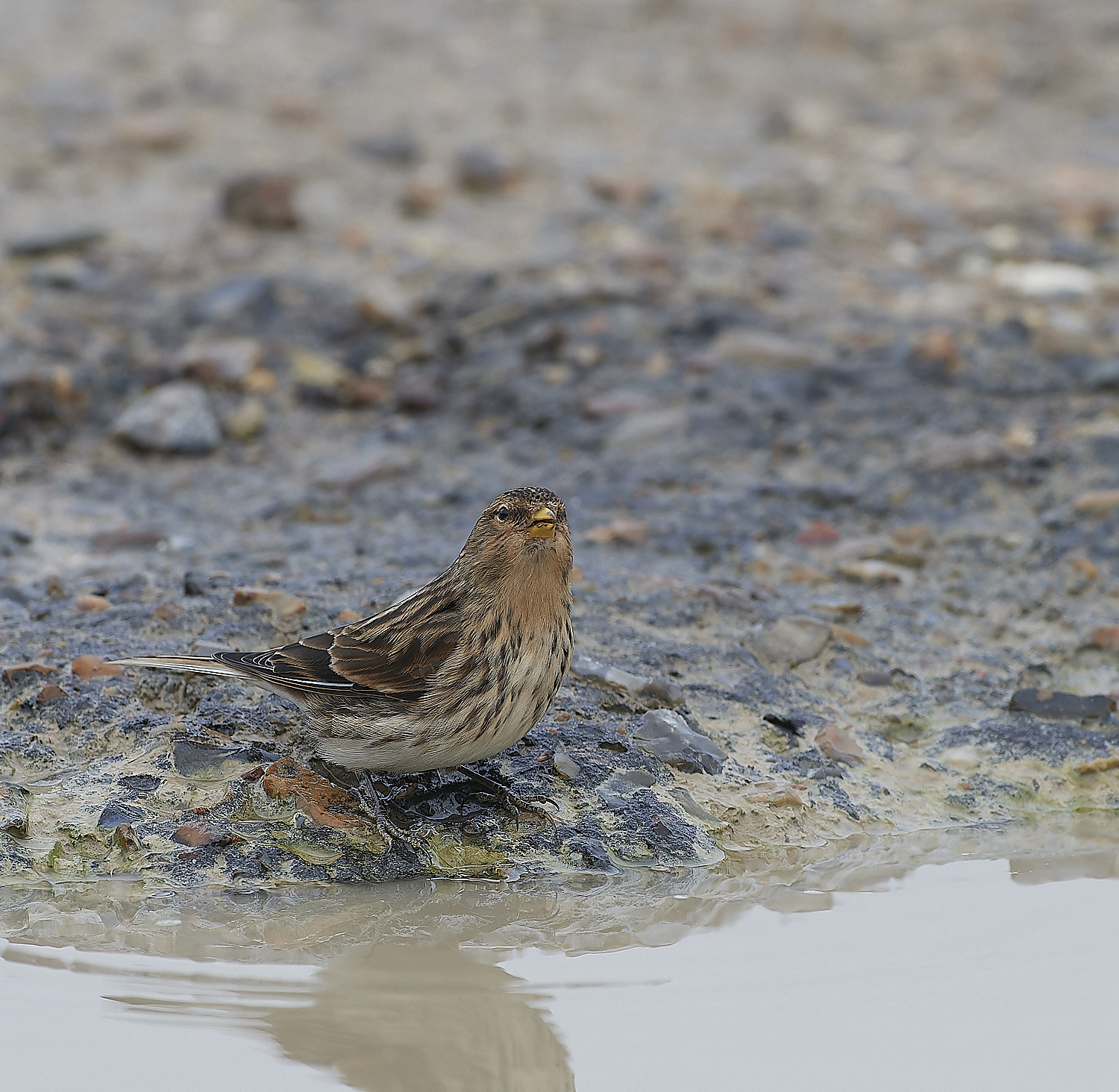 ThornhamTwite141218-2-NEF_DxO_DeepPRIMEXD