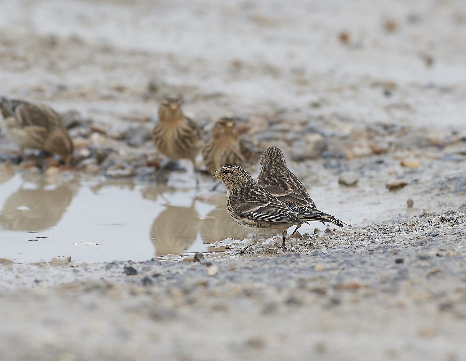 ThornhamTwite141218-3-NEF_DxO_DeepPRIMEXD