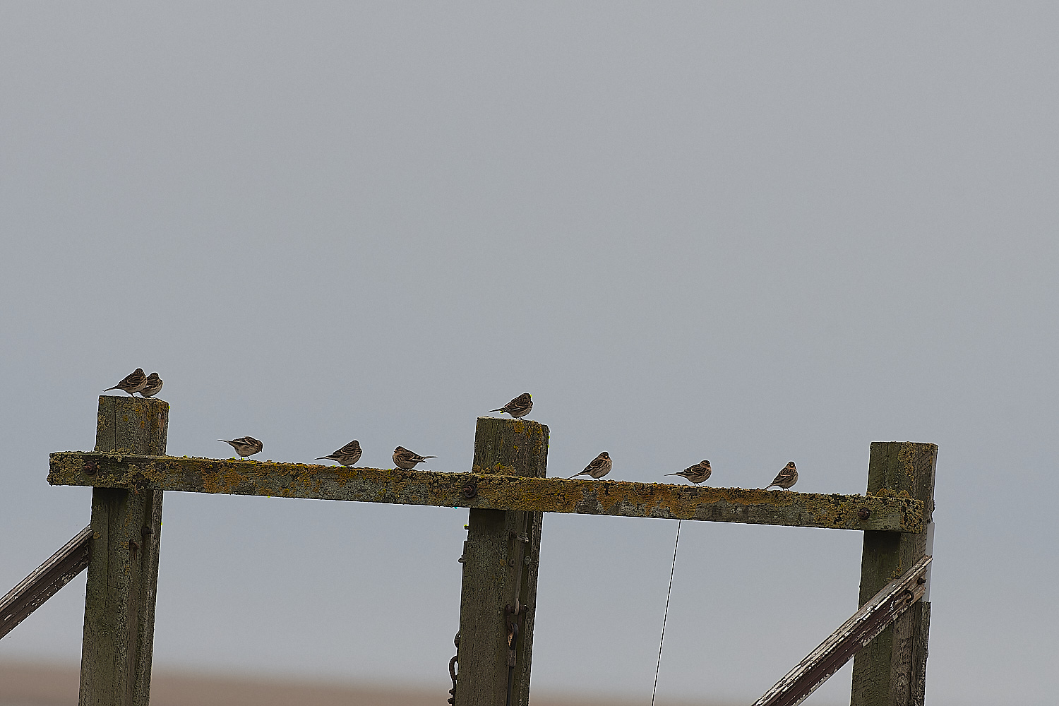 ThornhamTwite141218-4-NEF_DxO_DeepPRIMEXD