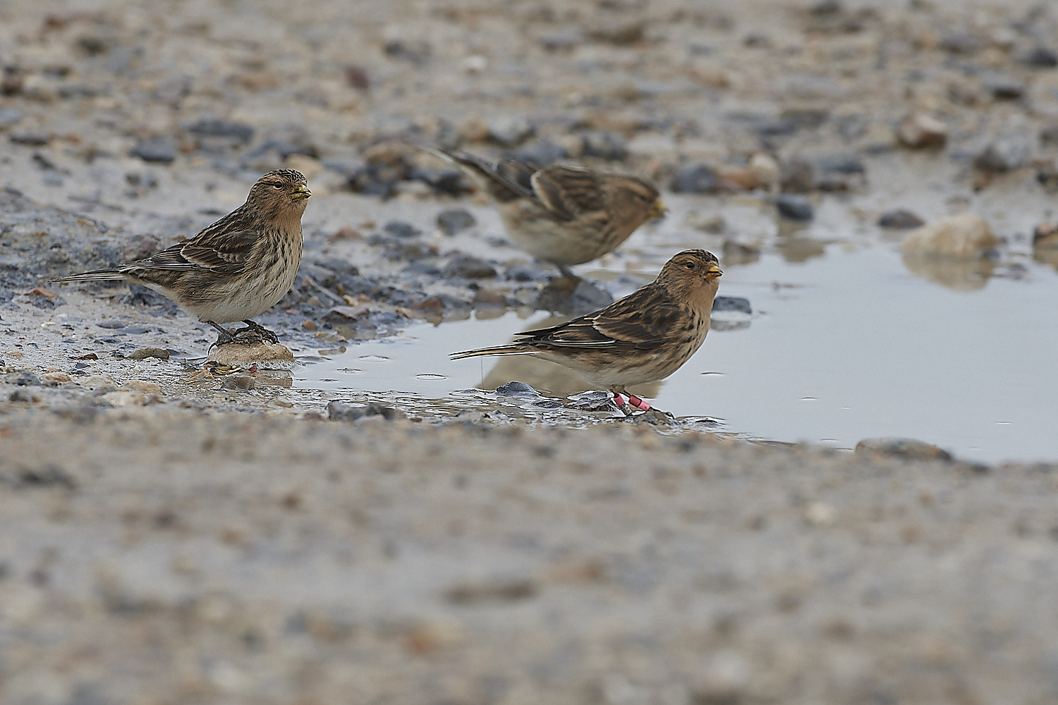 ThornhamTwite141218-5-NEF_DxO_DeepPRIMEXD