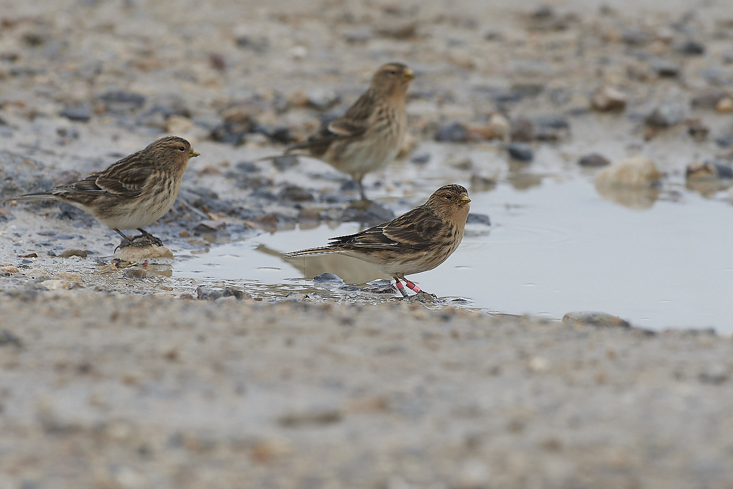 ThornhamTwite141218-6-NEF_DxO_DeepPRIMEXD