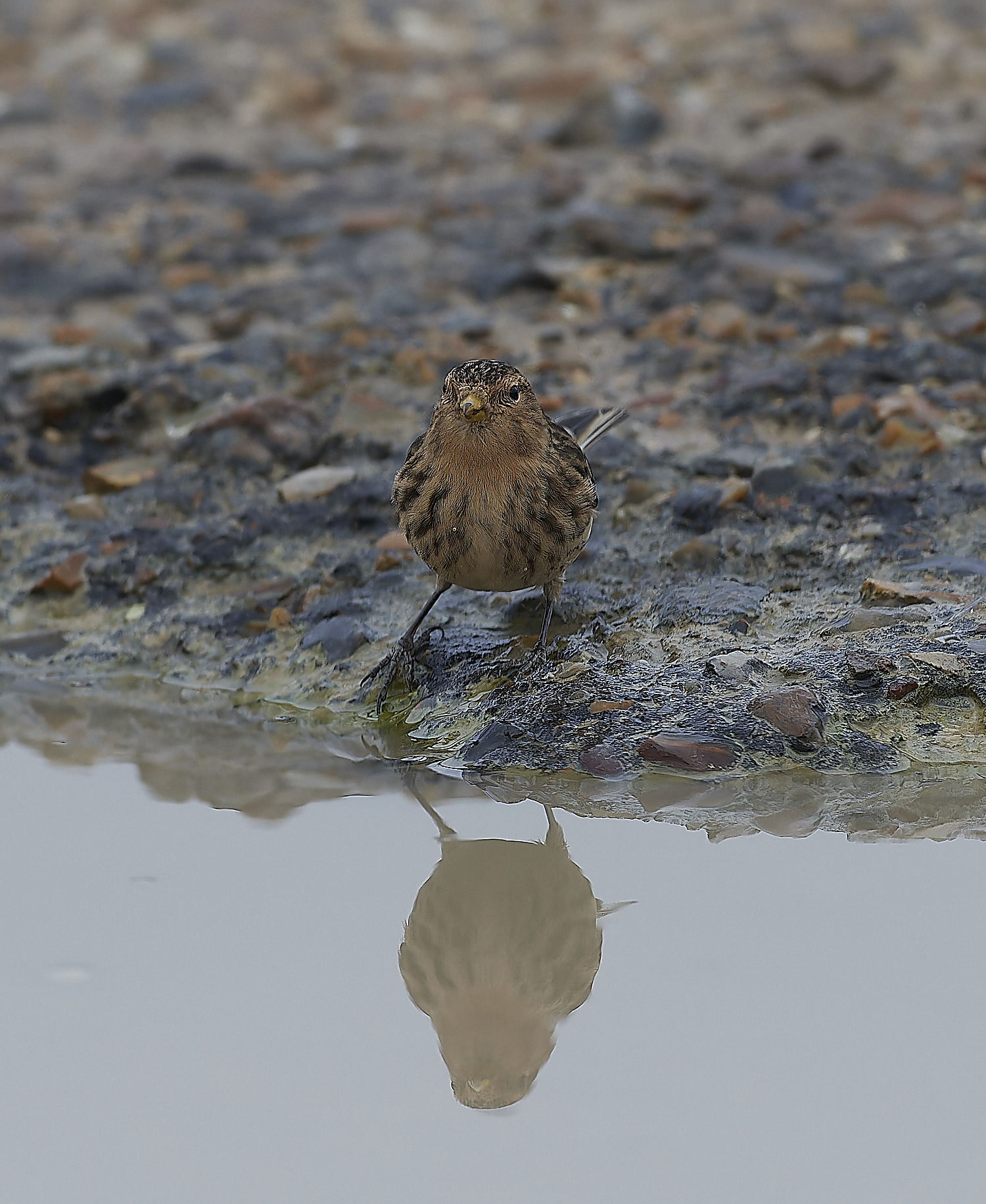 ThornhamTwite141218-7-NEF_DxO_DeepPRIMEXD