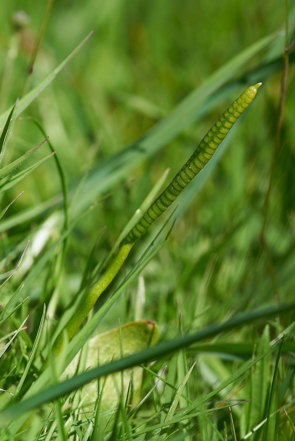 Adder&#39;sTongueGaitBarrows290518-1