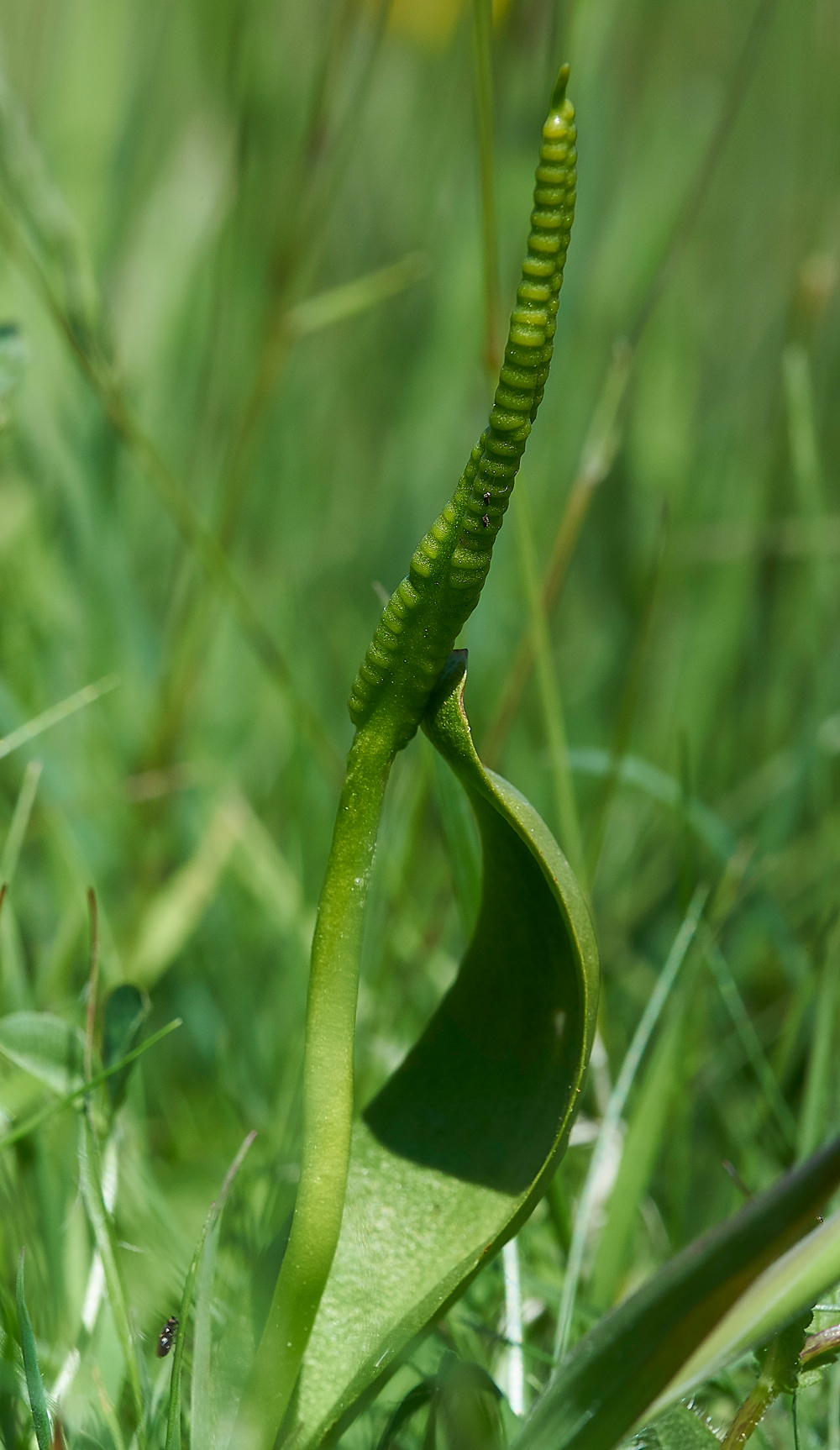 Adder&#39;sTongueGaitBarrows290518-2