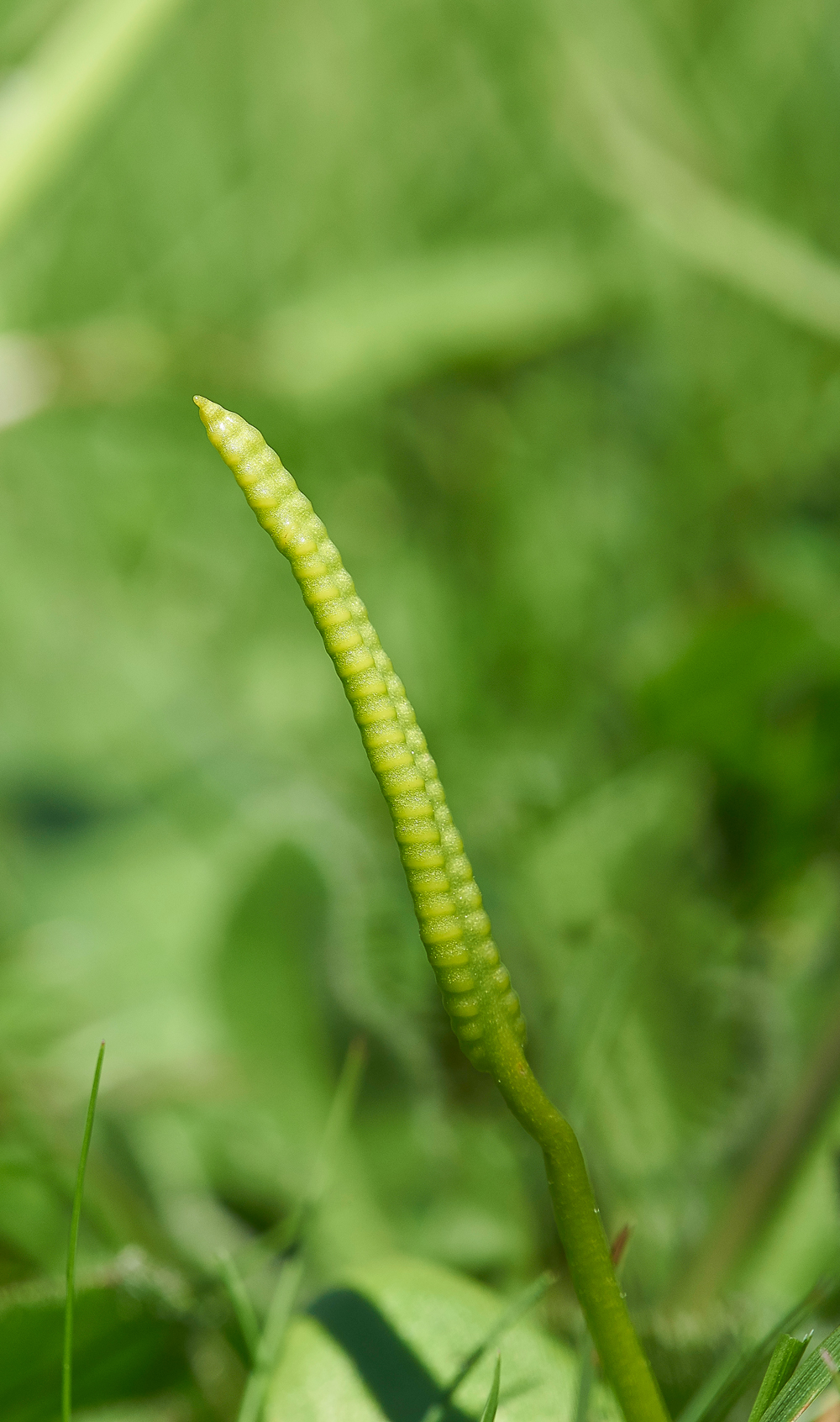 Adder&#39;sTongueGaitBarrows290518-3