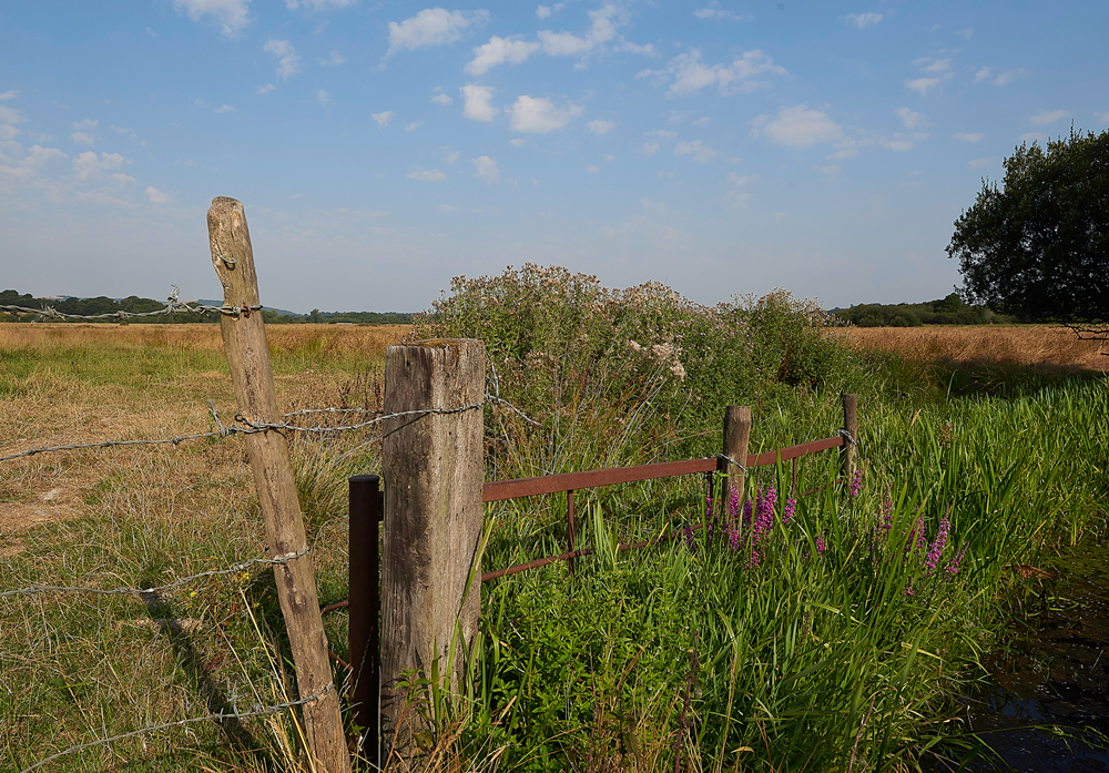 AmberleyWildBrooks260718-3