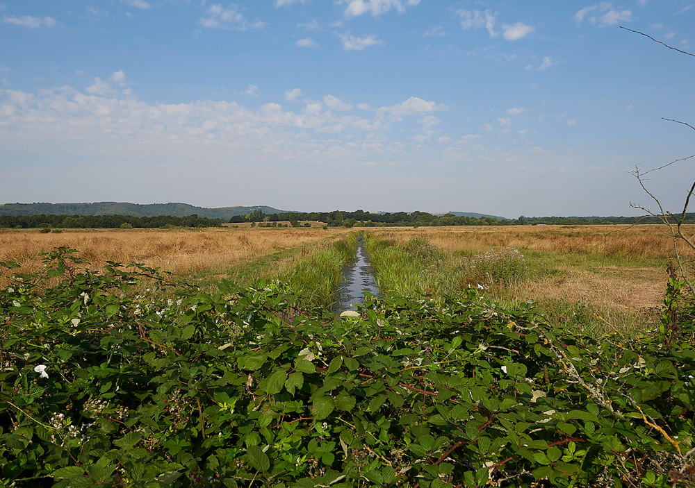 AmberleyWildBrooks260718-6