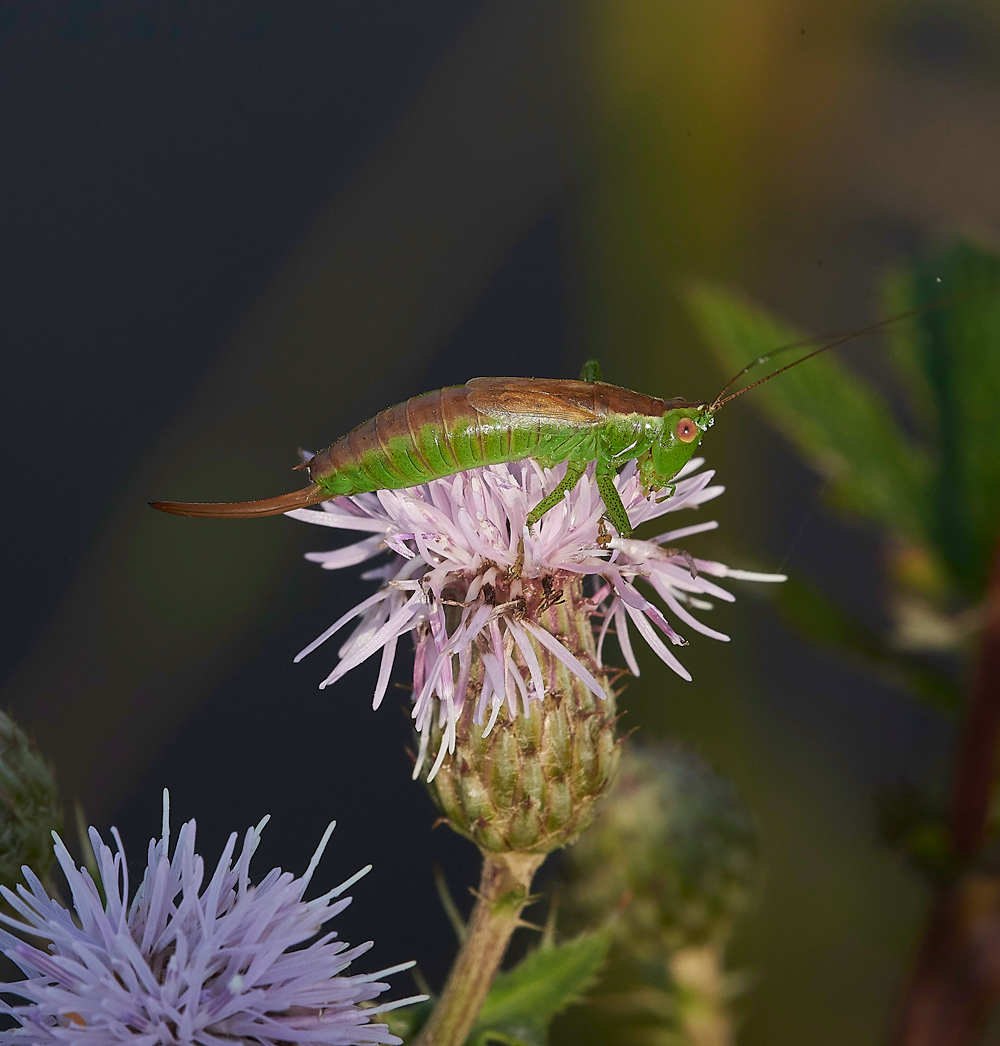 AmberleyWildBrooksCricket2260718-2