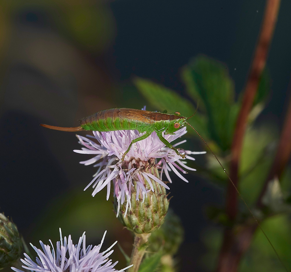 AmberleyWildBrooksCricket2260718-3