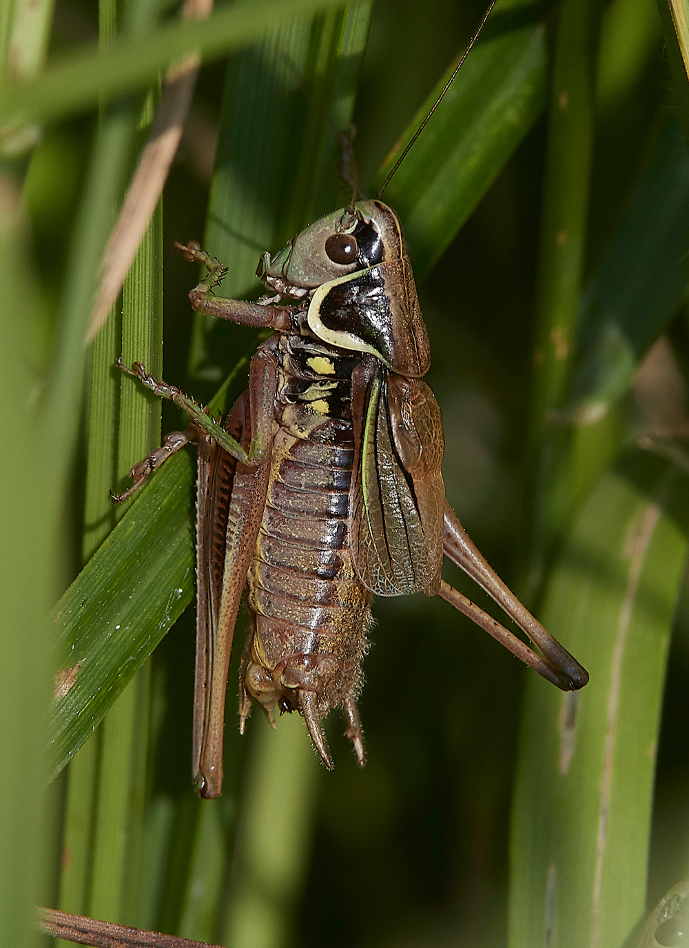 AmberleyWildBrooksCricket260718-2