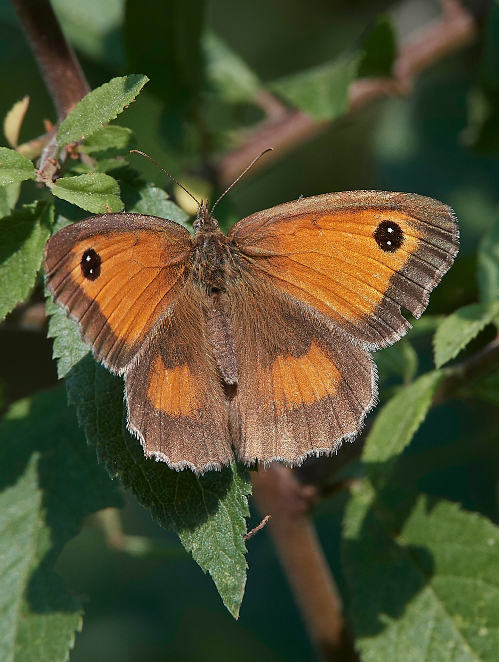 AmberleyWildBrooksGateKeeper260718-1