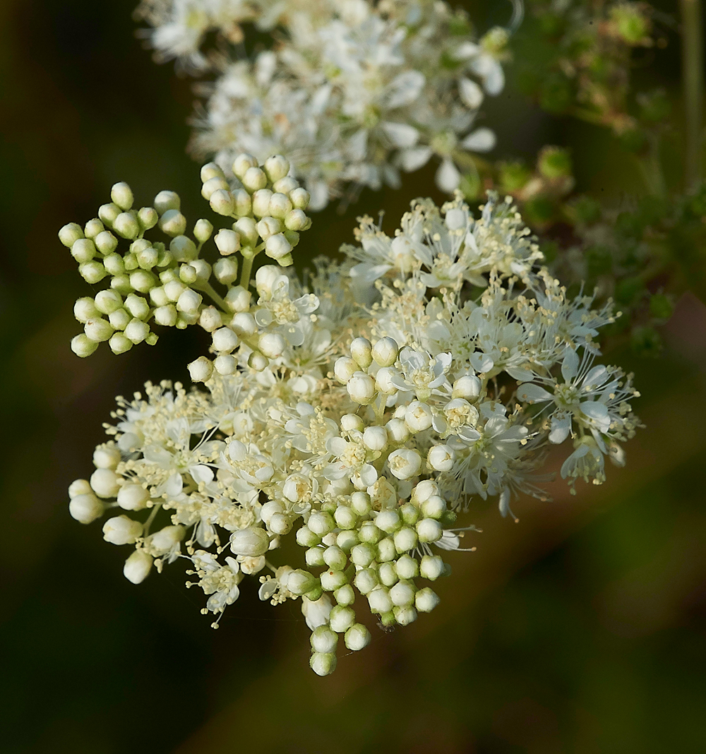 AmberleyWildBrooksMeadowsweet260718-1