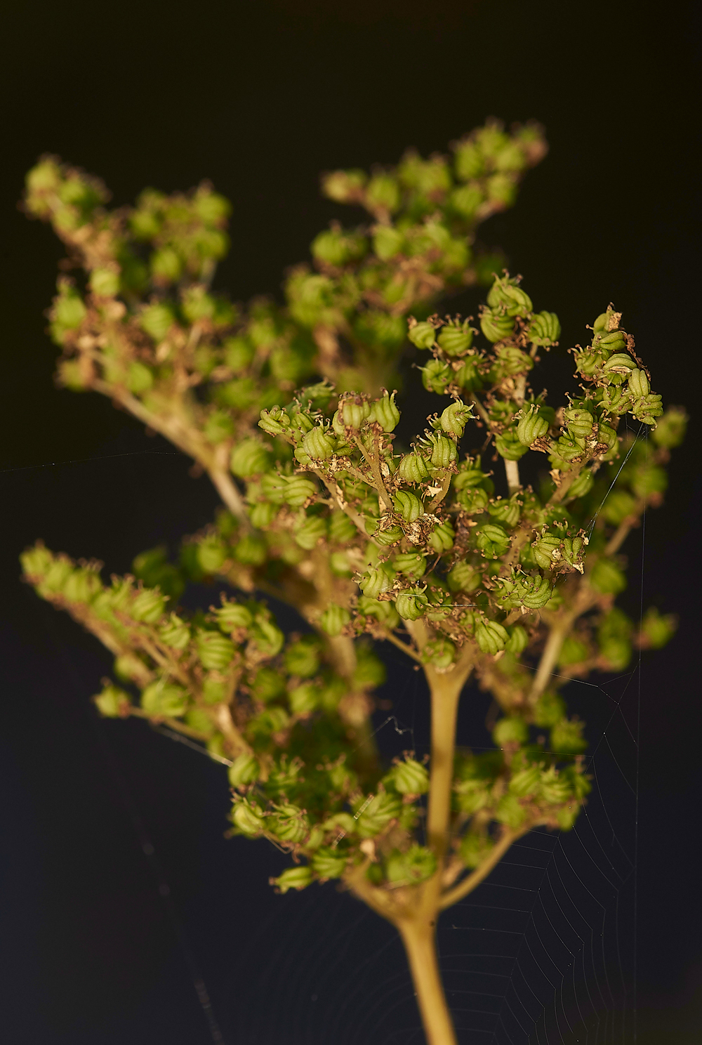 AmberleyWildBrooksMeadowsweet260718-2