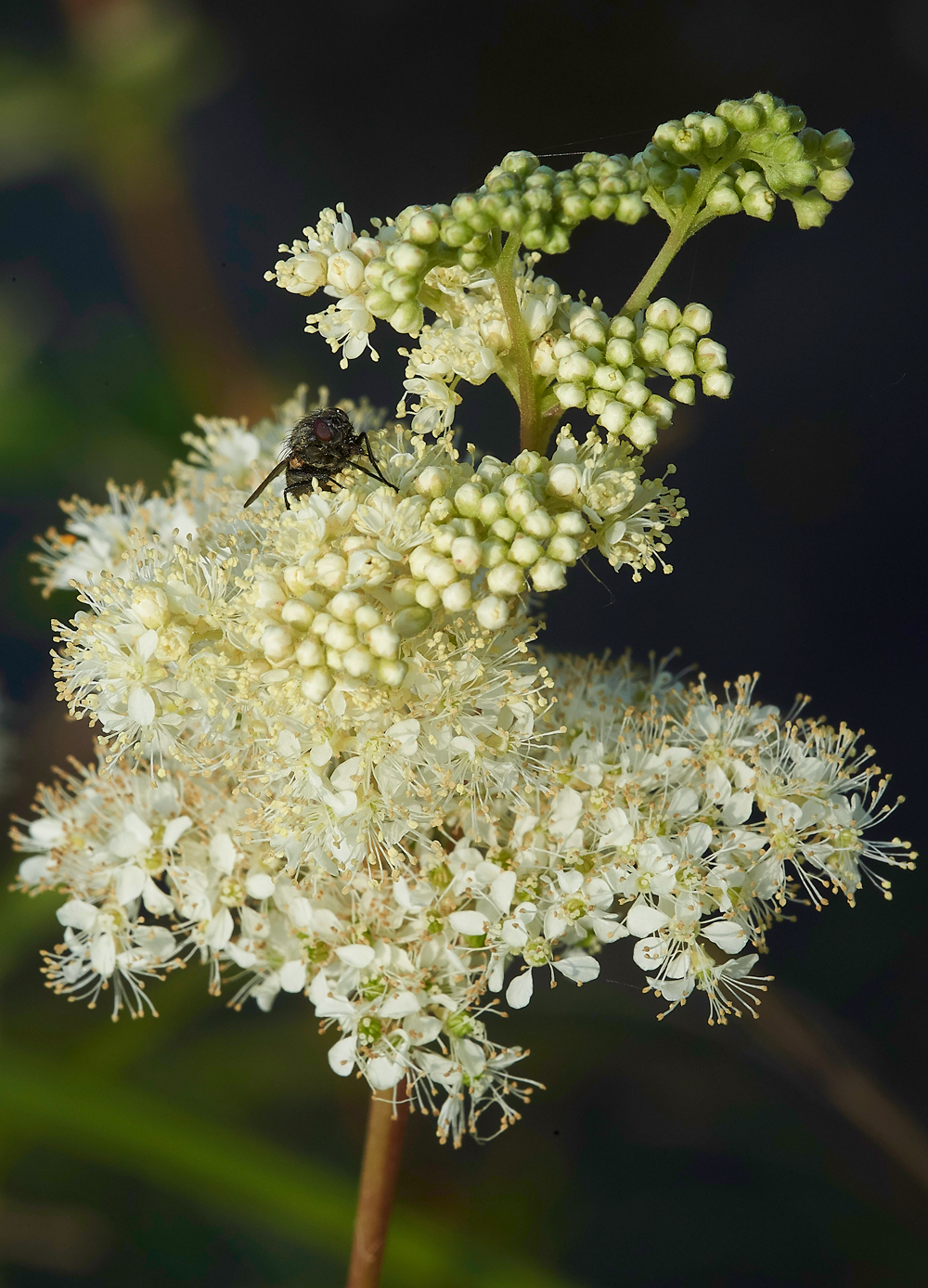 AmberleyWildBrooksMeadowsweet260718-3