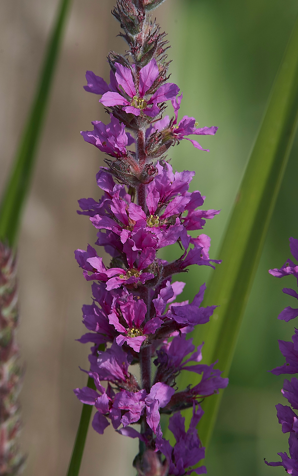 AmberleyWildBrooksPurpleLoosestrife260718-1
