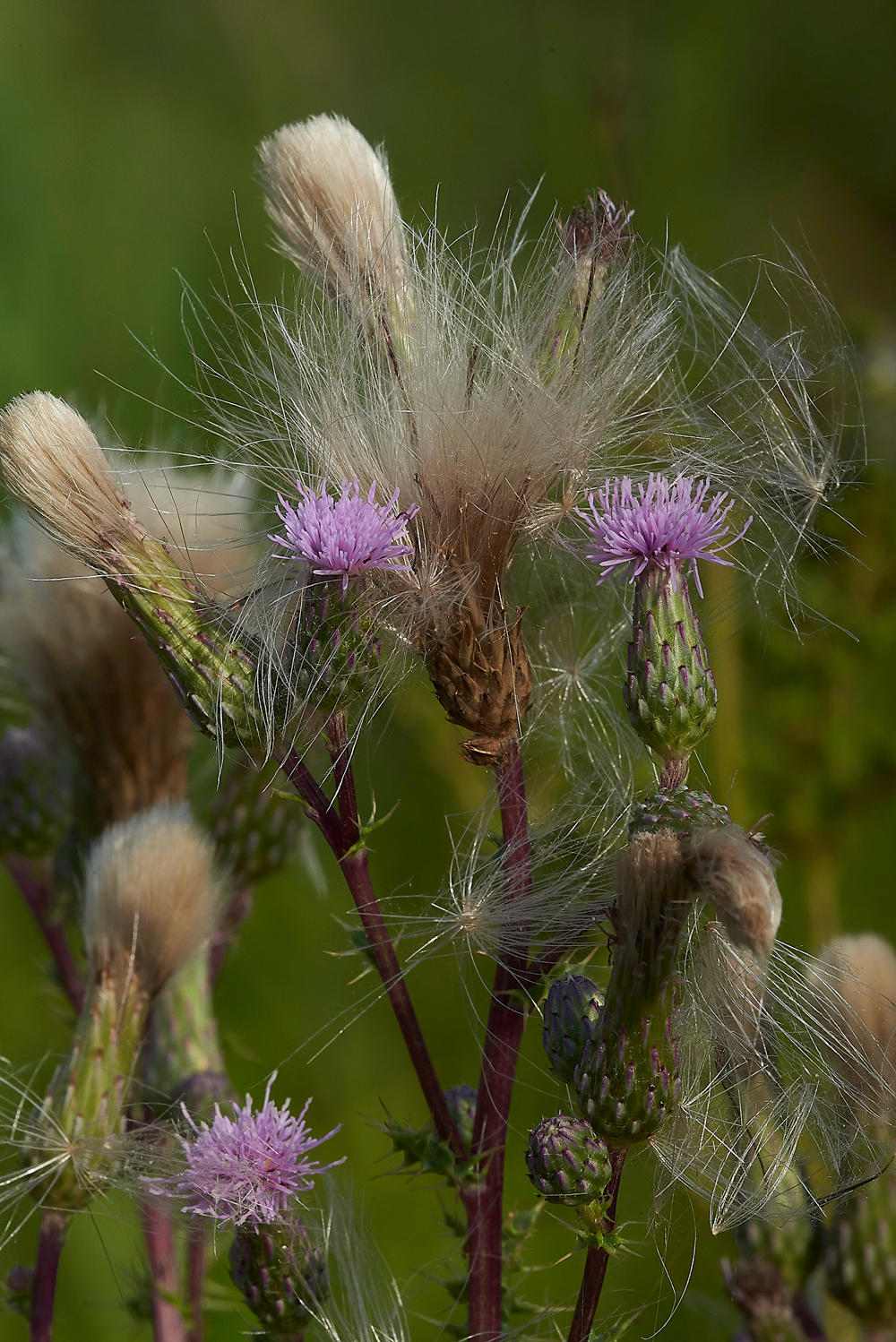 AmberleyWildBrooksThistel260718-1