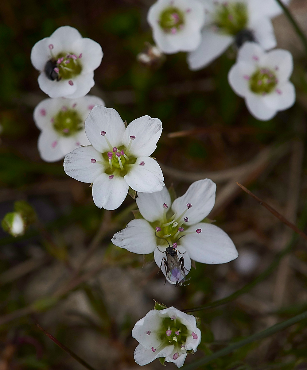 ArnsideUnknown280518-1