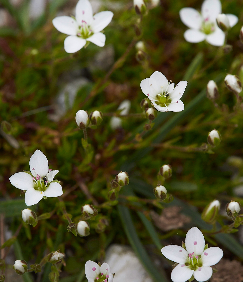 ArnsideUnknown280518-2