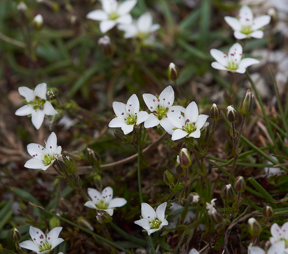 ArnsideUnknown280518-3