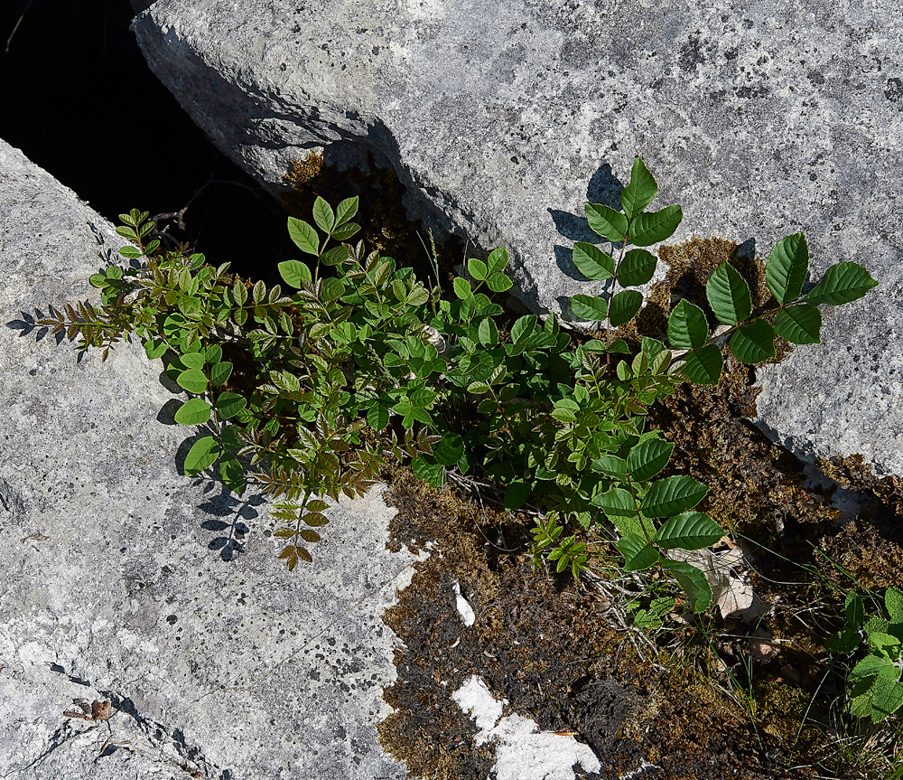 AshGaitBarrows280518-2